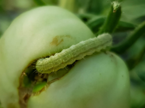 Cutworm eating tomato fruit.