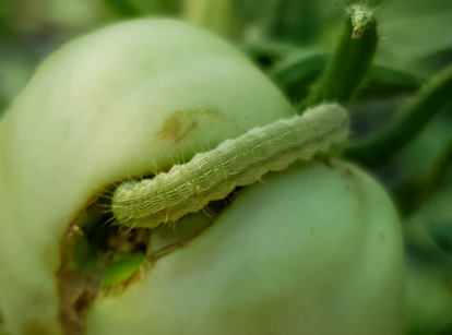 Cutworm eating tomato fruit.