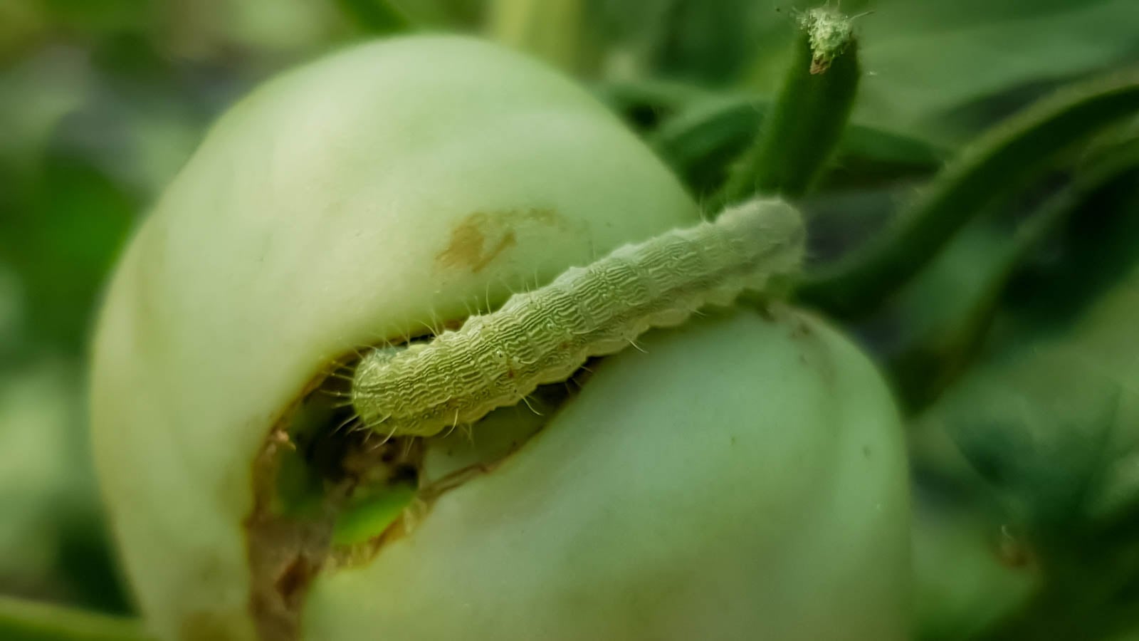 Cutworm eating tomato fruit.