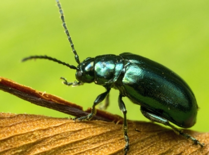 A close up shot of a bluish green flea beetle