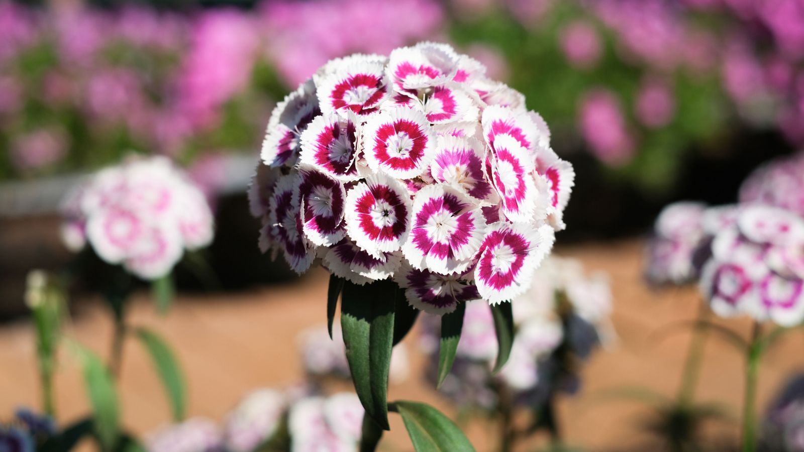 A shot of a cluster of pink and white colored flowers basking in bright sunlight outdoors