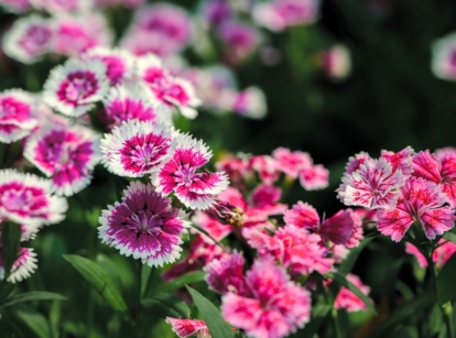 A shot of a composition of different colored flowers called dianthus