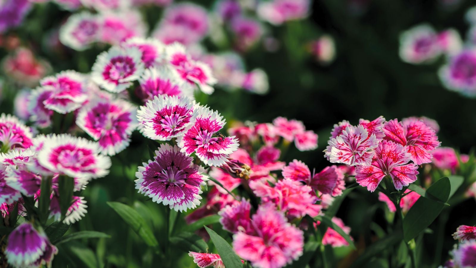 A shot of a composition of different colored flowers called dianthus
