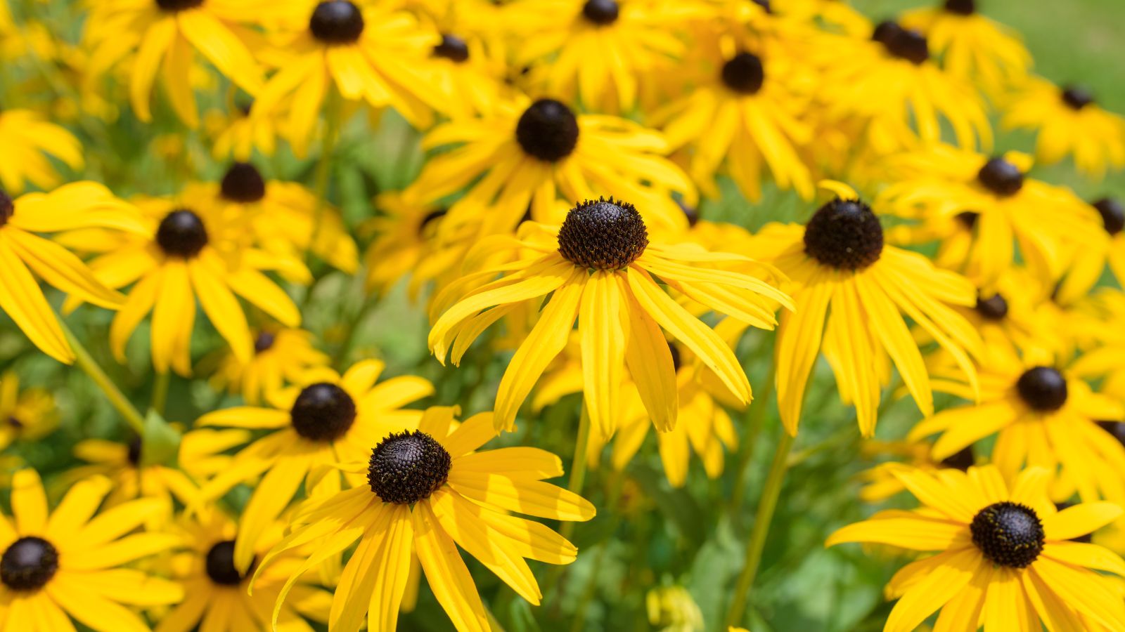 A shot of a composition of yellow flowers named black eyed susan