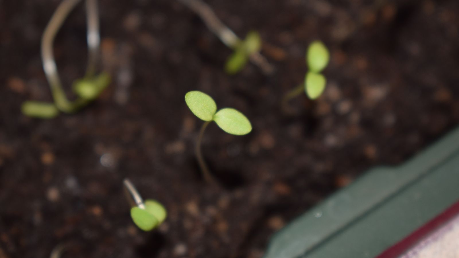 A shot of a developing seedling of a perennial