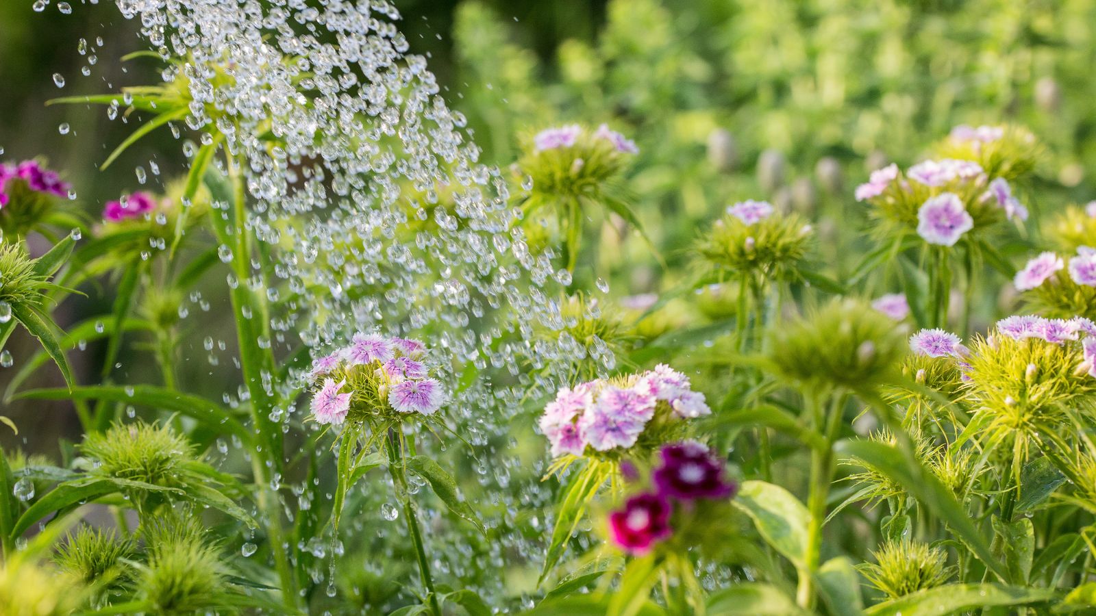 A shot of water pouring over flowers
