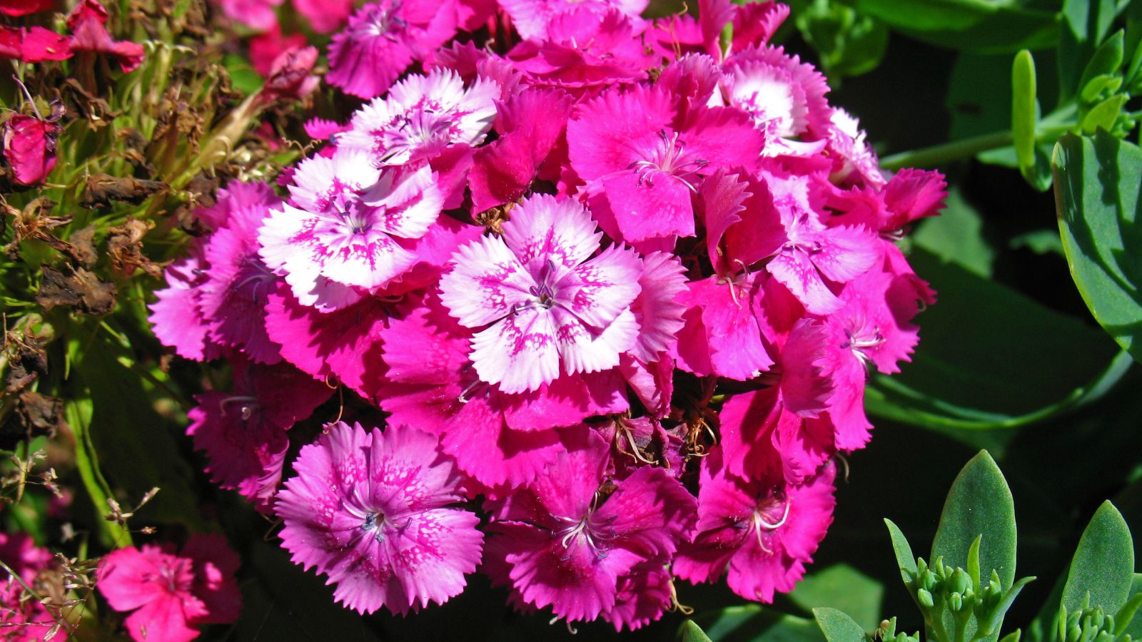 An overhead shot of a cluster of pink colored flowers in a well lit area
