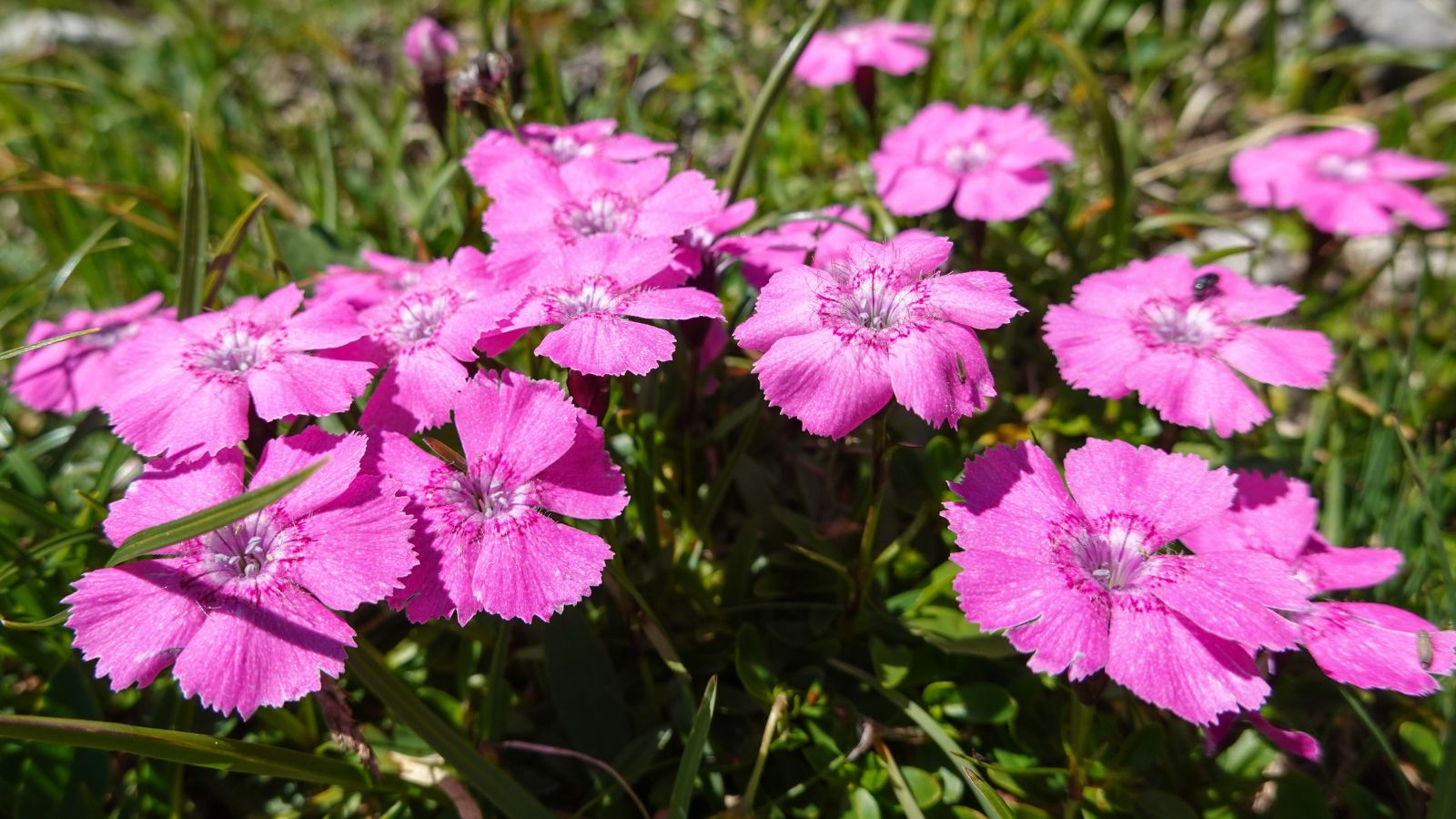 A close-up shot of several developing pink colored flowers of a perennial