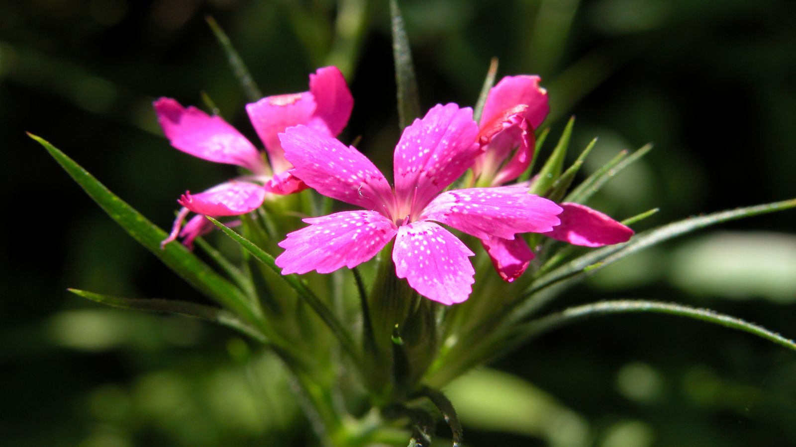 A close-up shot of pink colored flowers and green thin leaves of a perennial