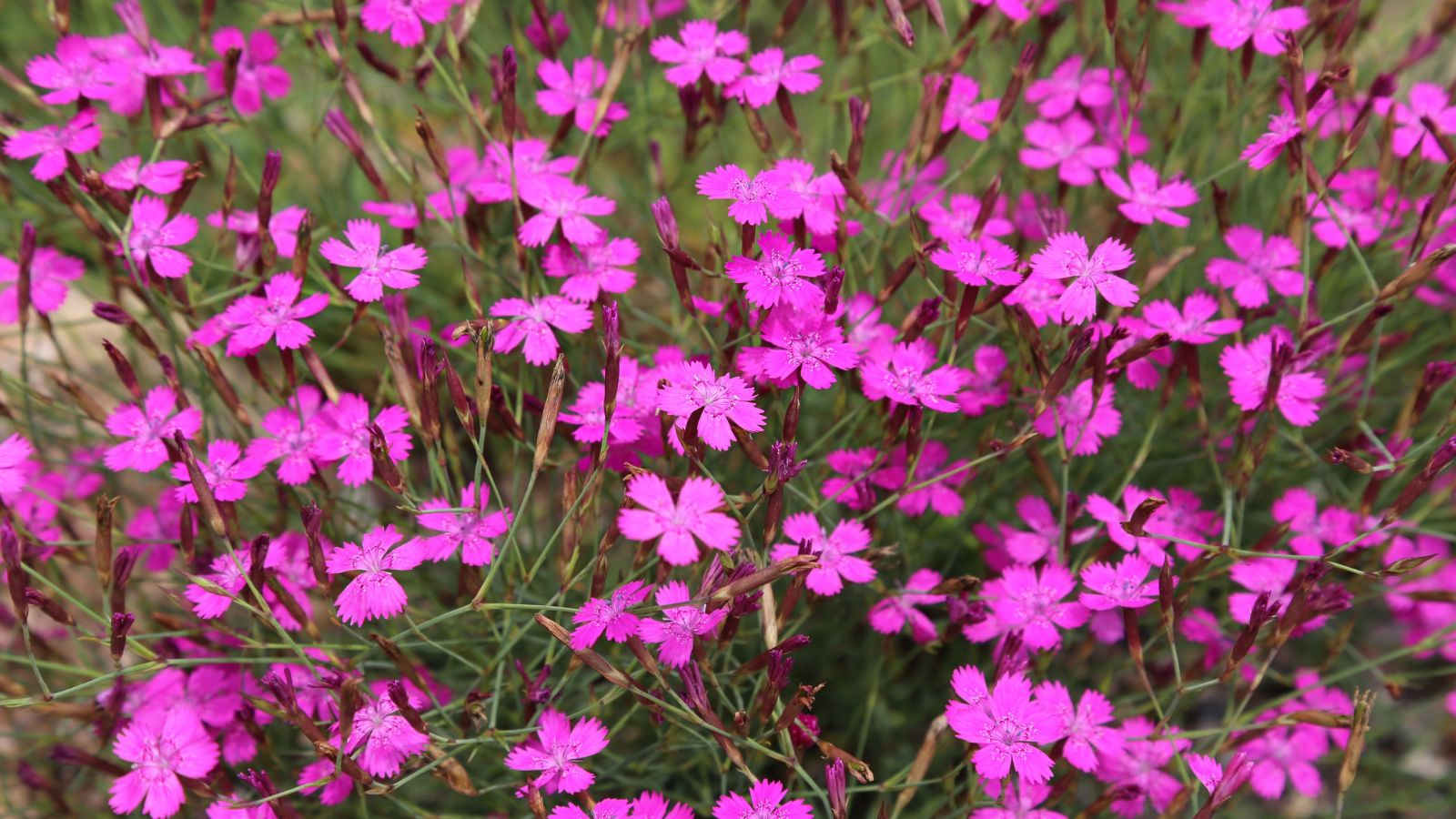A shot of a composition of pink flowers of a variety of a perennial