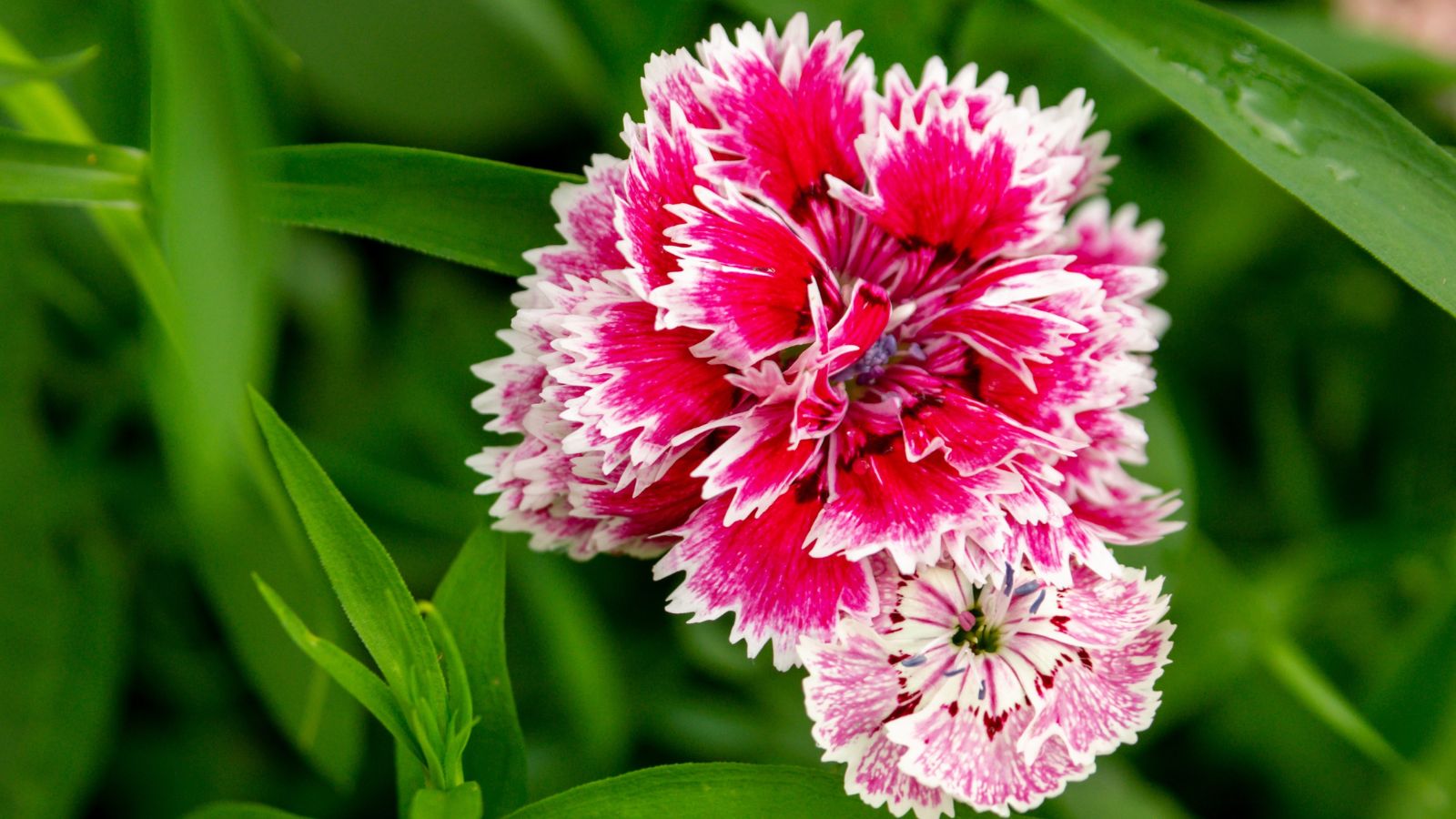 A close-up shot of jagged pink colored petals of a perennial