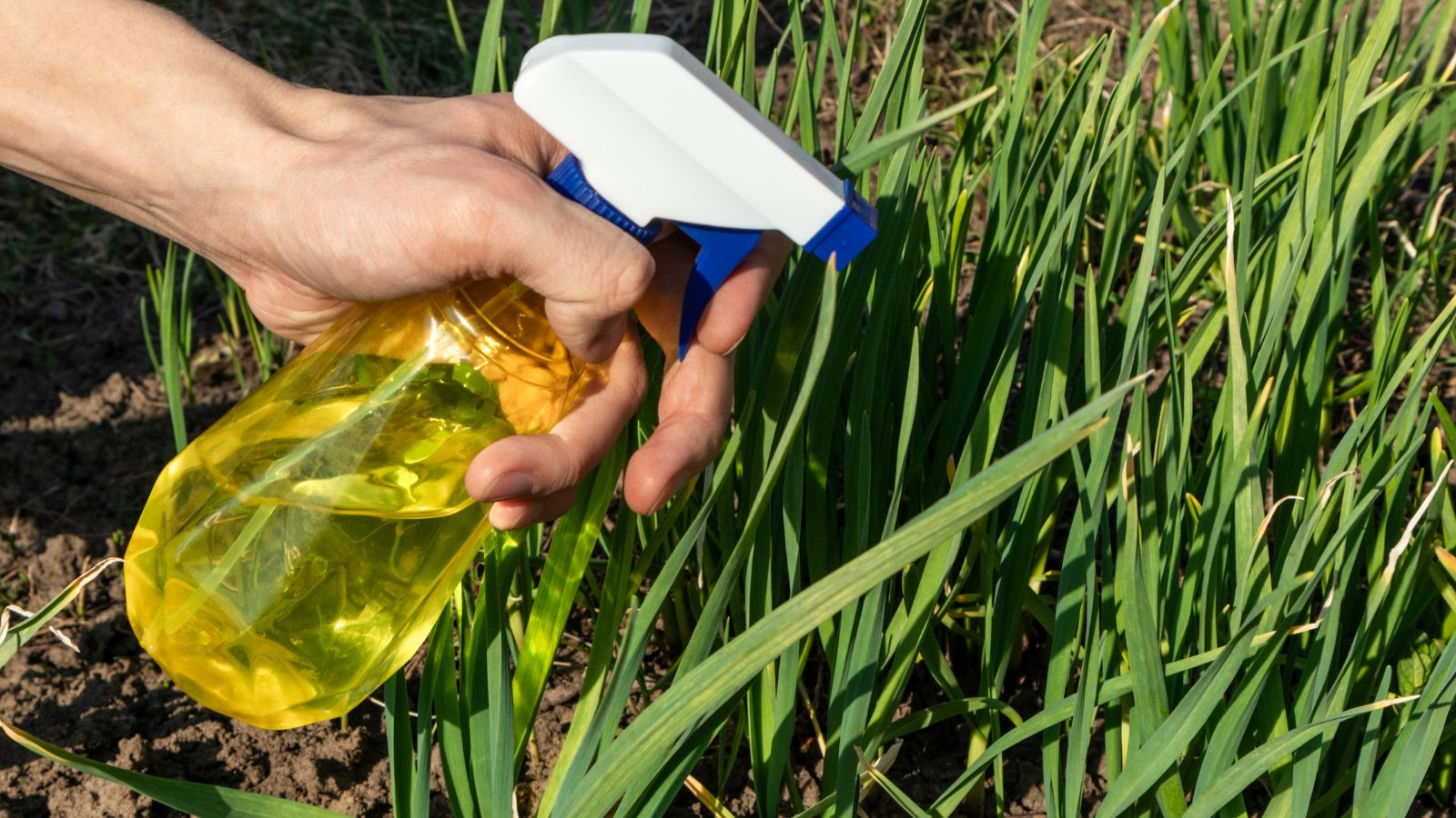 A close-up shot of a person's hand in the process of using a yellow colored spray bottle to spray an organic solution plants