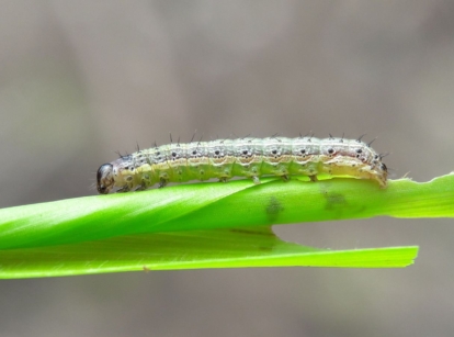 From many armyworms, one is crawling on a thin and vibrant green leaf, with a brown blurry background