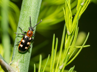 Common asparagus beetle.