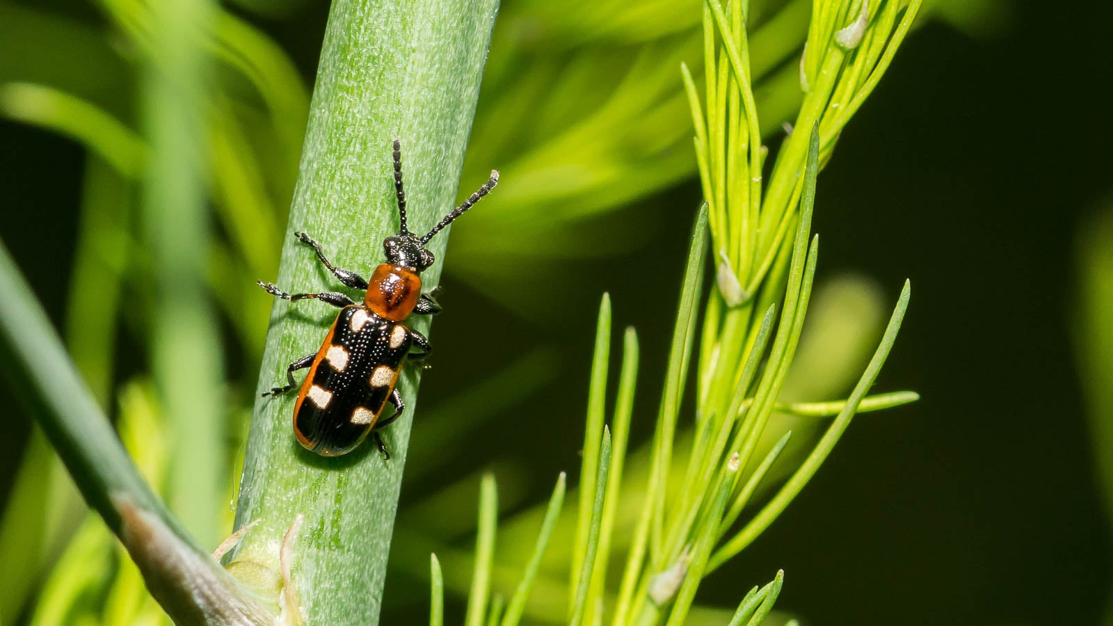Common asparagus beetle.