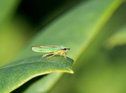 Leafhopper on green leaf.