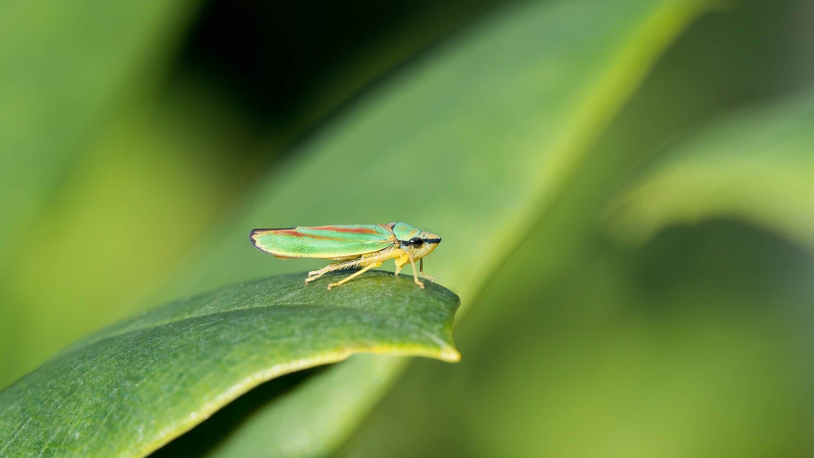 Leafhopper on green leaf.