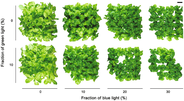 Lettuce reaction to light