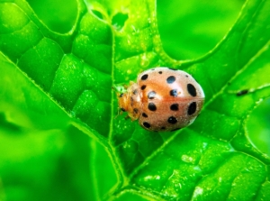 A Mexican bean beetle sitting on a textured leaf, having a unique shape with vivid lines etched into the leaf's surface