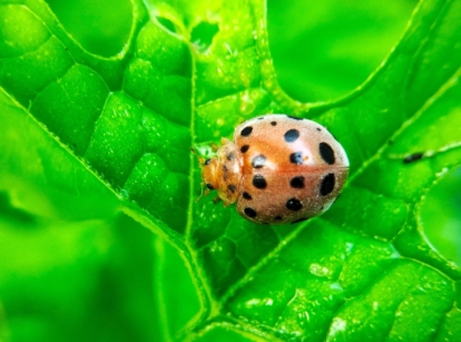 A Mexican bean beetle sitting on a textured leaf, having a unique shape with vivid lines etched into the leaf's surface