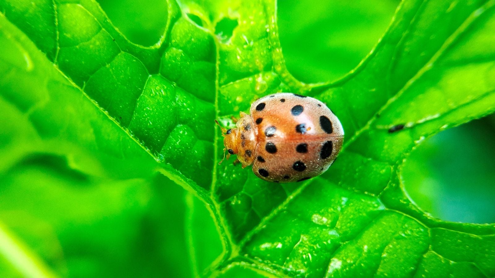 A Mexican bean beetle sitting on a textured leaf, having a unique shape with vivid lines etched into the leaf's surface
