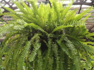 A close-up shot of the Boston fern perennial