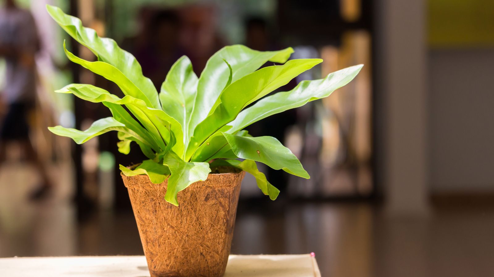 A pot of Asplenium plant with wavy leaves looking deep green placed on a surface under abundant warm sunlight