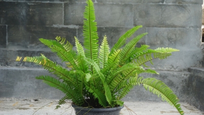 A shot of a Nephrolepis exaltata plant placed in a grey pot in a well lit area
