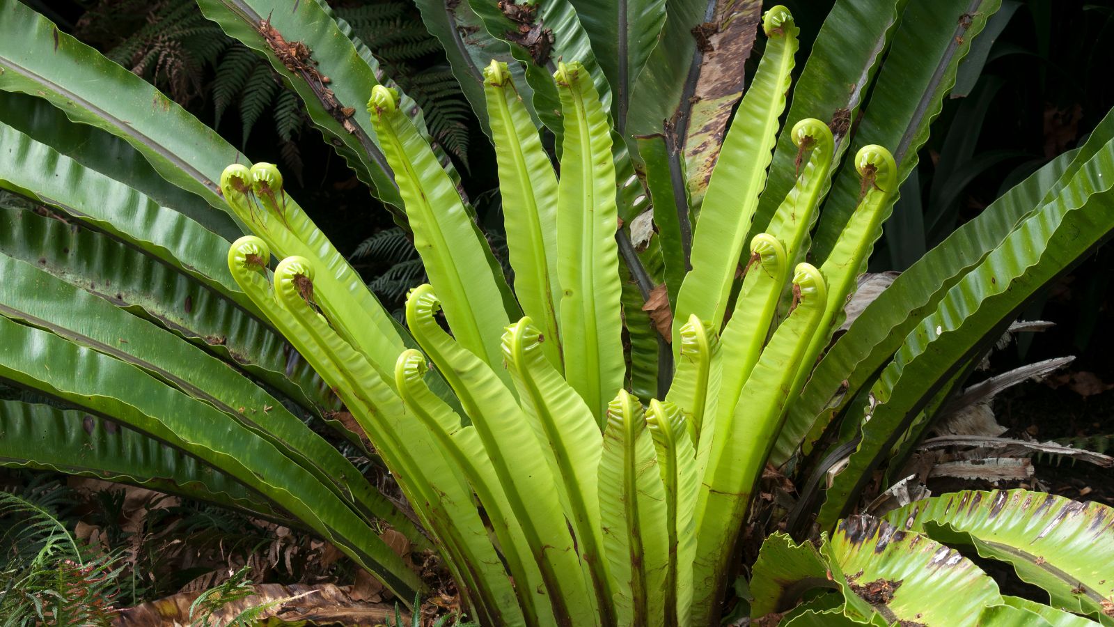 A lovely and healthy Asplenium australasicum appearing to grow outdoors receiving sunlight