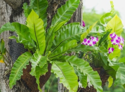 A Birds Nest Fern attached to a tree's trunk surrounded by other plants with flowers and deep green foliage, placed under sunlight