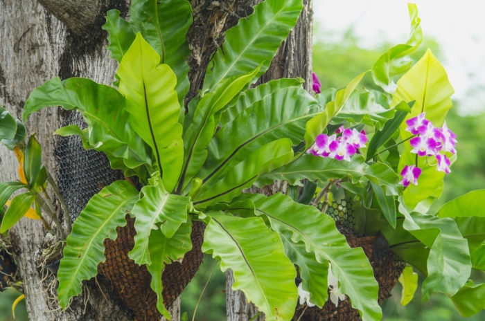 A Birds Nest Fern attached to a tree's trunk surrounded by other plants with flowers and deep green foliage, placed under sunlight