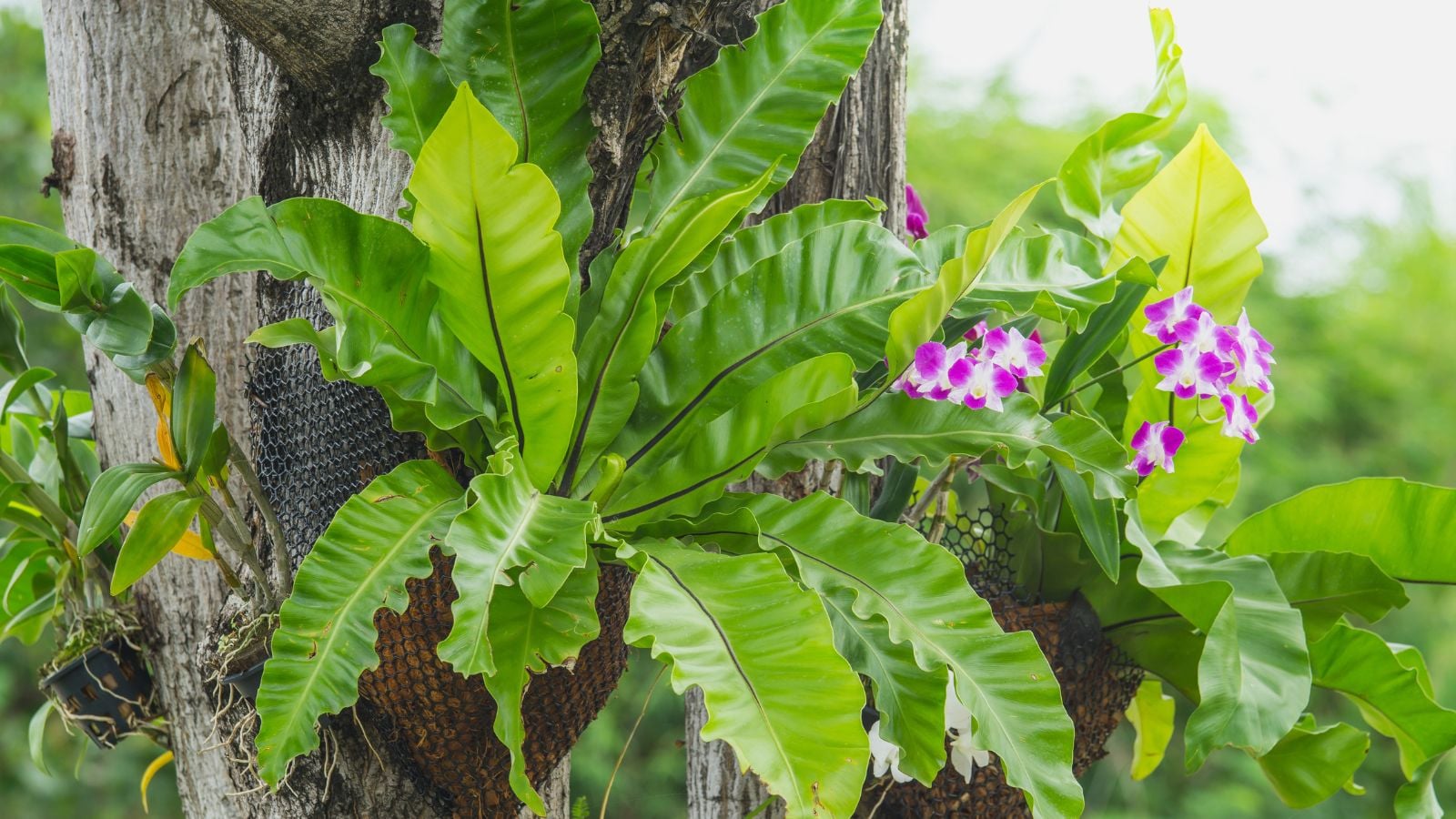 A Birds Nest Fern attached to a tree's trunk surrounded by other plants with flowers and deep green foliage, placed under sunlight