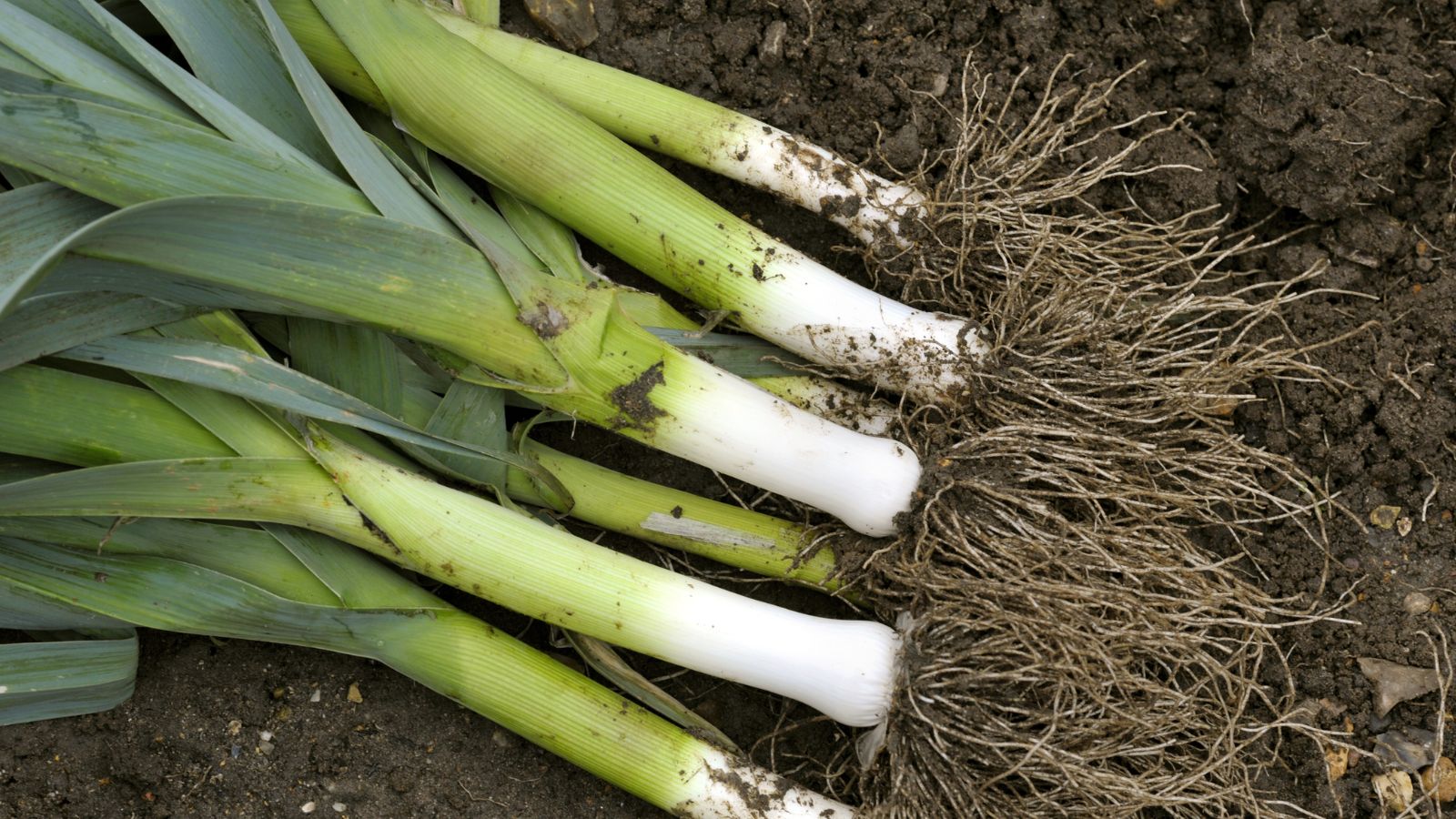 King Richard crops with roots still attached in a well lit area