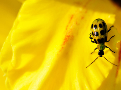 Yellow cucumber beetle.