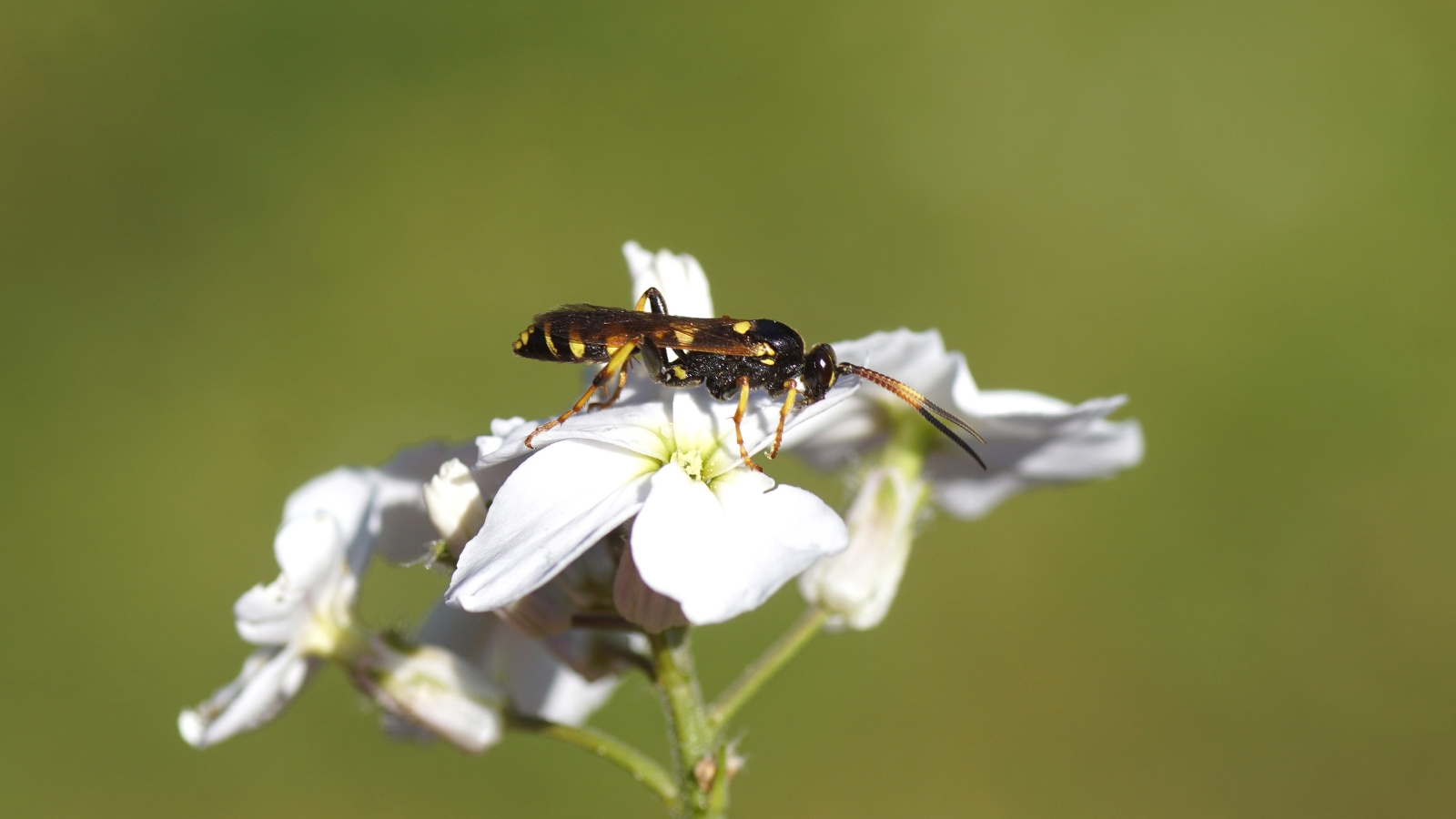 A close-up shot of a white blossom with a small parasitic wasp insect perched on one of its petals, set against a blurred, green garden background.