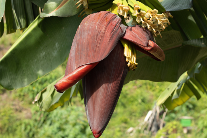 A closeup of a banana flower