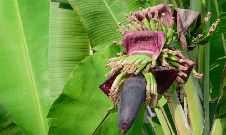 Bananas forming around the flower