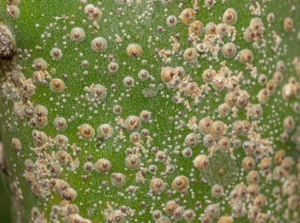 Clusters of tiny, circular, light brown bumps densely cover the surface of a green stem, some appearing slightly raised, with small parts of the green plant still visible beneath.