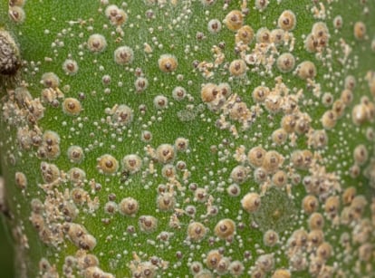 Clusters of tiny, circular, light brown bumps densely cover the surface of a green stem, some appearing slightly raised, with small parts of the green plant still visible beneath.
