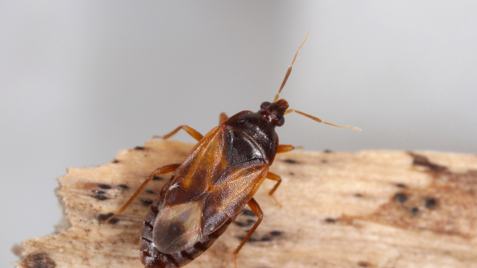 A minute pirate bug, brown in color, crawls on a piece of textured bark, blending in with the earthy tones of the rough wooden surface.