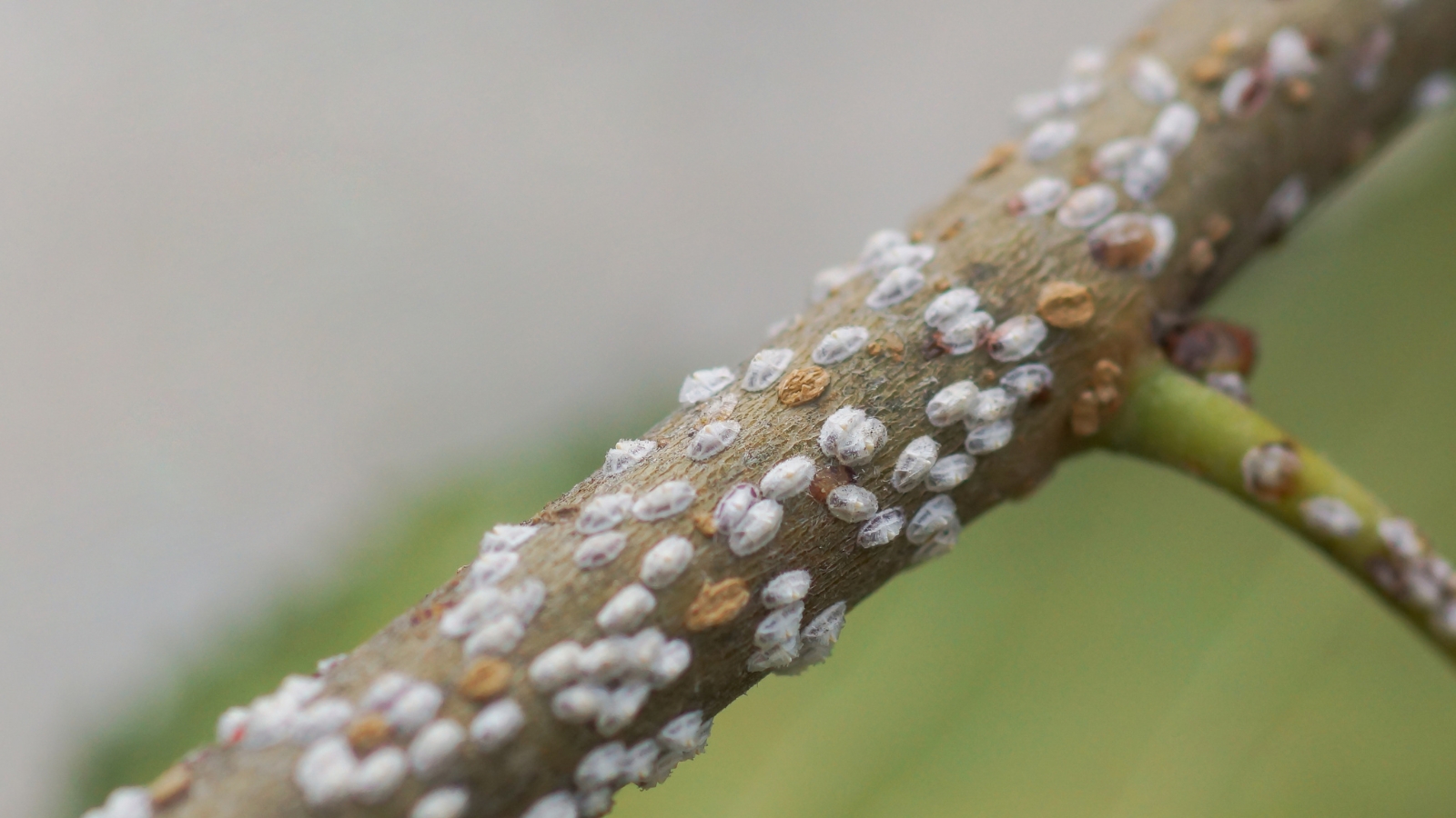 A group of small, irregularly shaped white and brown bumps are scattered across the surface of a grayish-green branch, creating a textured appearance against the smoother background.