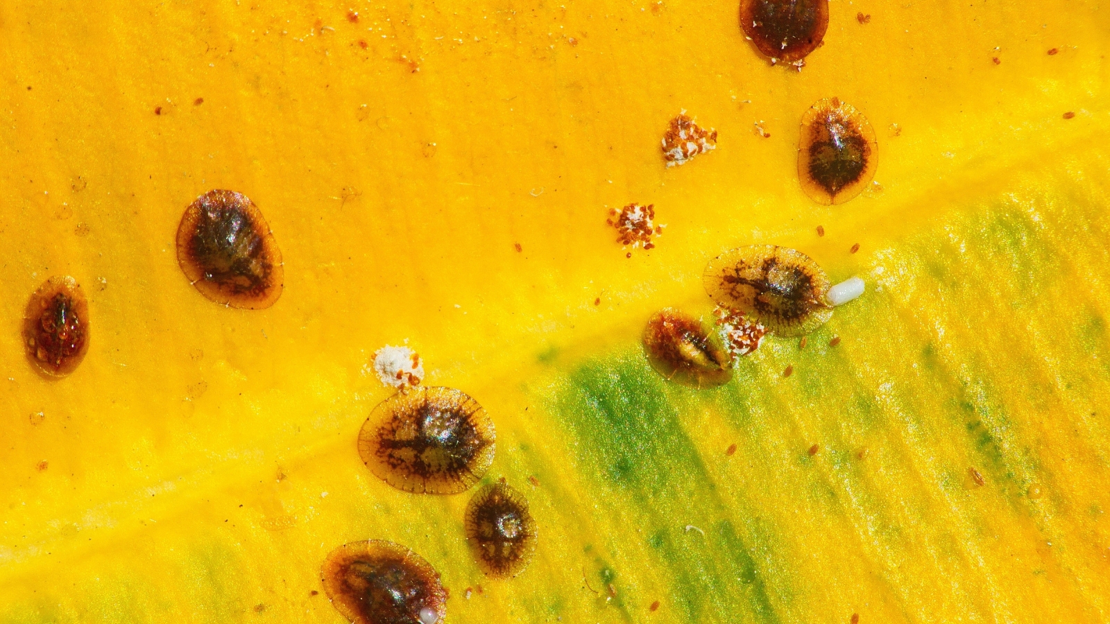 A large, vibrant yellow leaf with several small, raised orange spots spreads out against the background, its natural veins standing out in contrast to the bright color.