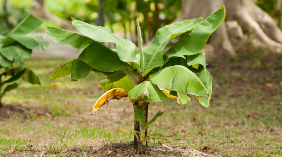 Dwarf banana tree