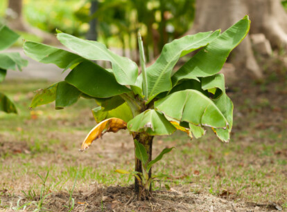 Dwarf banana tree