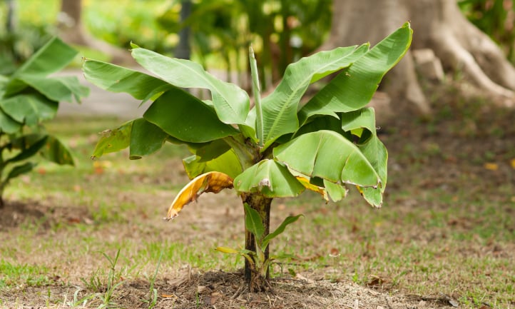 Dwarf banana tree