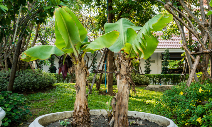 A pair of dwarf banana trees