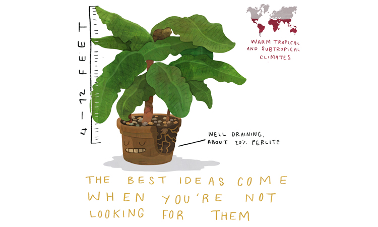 Dwarf Banana Tree Quick Care