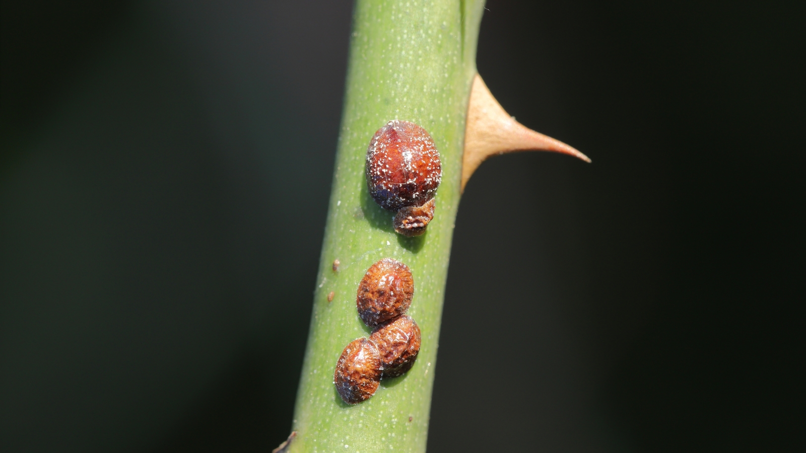 Several round, dark brown bumps line the surface of a green thorny stem, nestled between sharp, outward-pointing spines, with the green background creating a muted, organic tone.