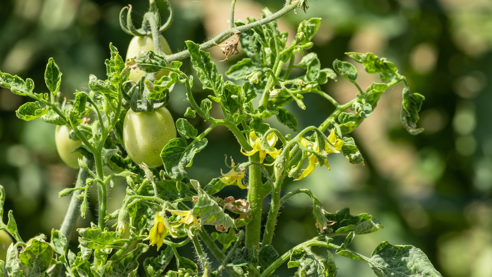 A tomato plant shows signs of insect damage with curled and discolored leaves, possibly due to Thysanoptera infestation, while small green fruits hang from the stems in a garden setting.