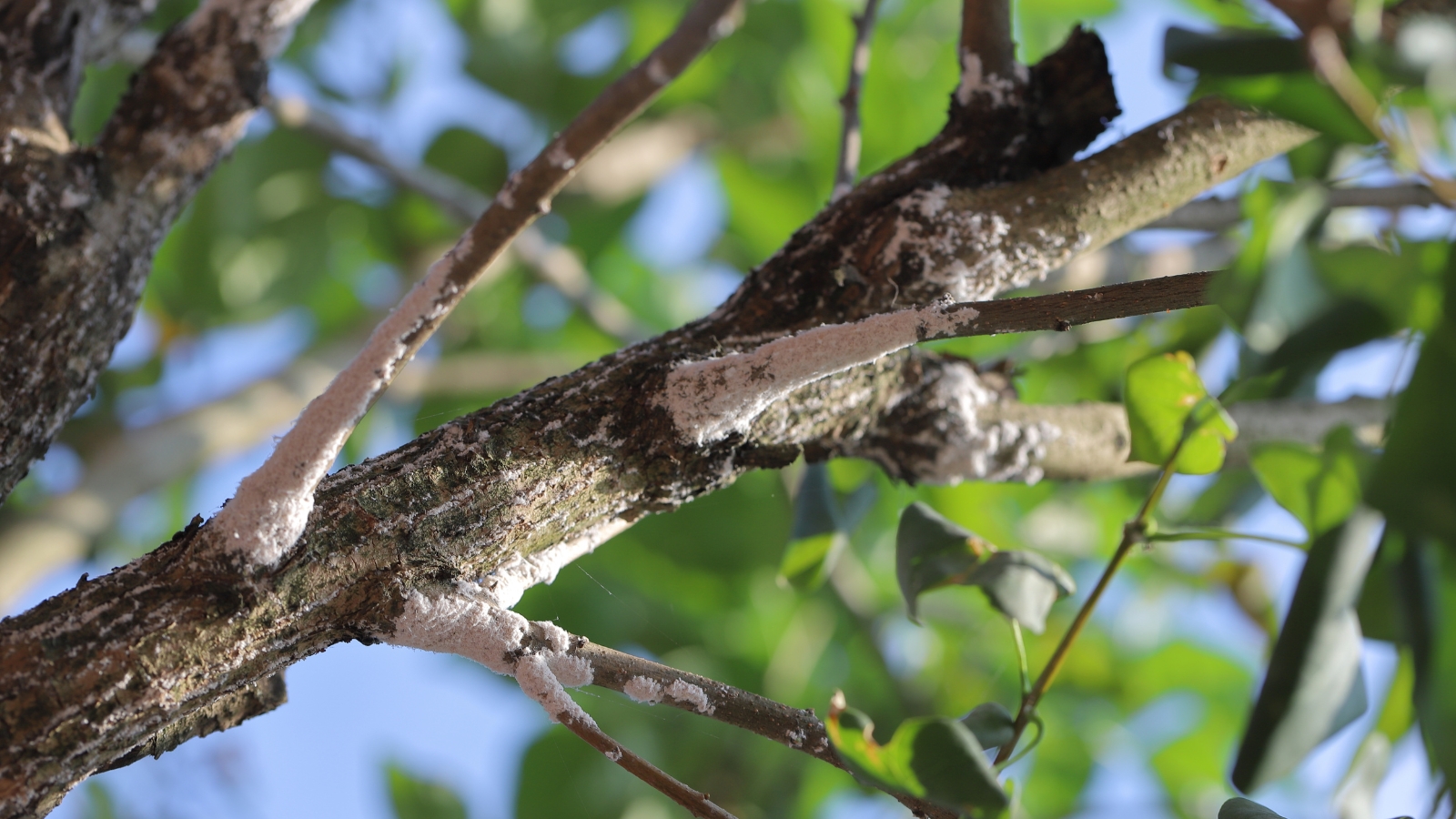 Several light brown bumps cling to the rough bark of a tree branch, surrounded by sparse leaves and set against a backdrop of soft-focus greenery in the distance.